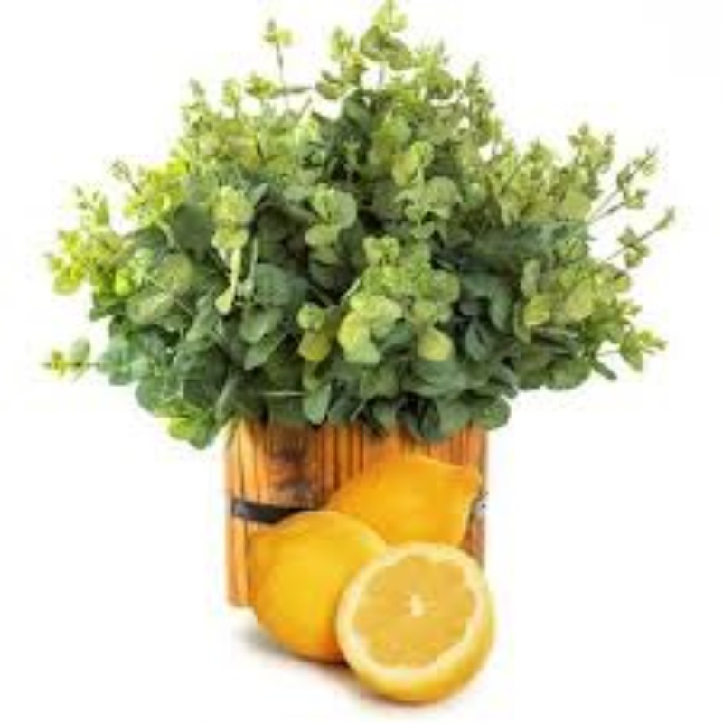 유칼립투스 레몬(Eucalyptus Lemon)/에센설 오일-영국